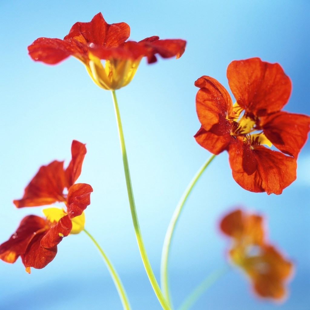 coffee morning in Kilgarvan